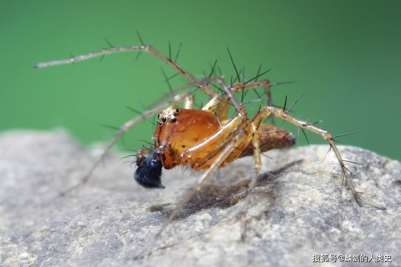 【动物界全系列】新蛛亚目—狼蛛总科_学名_中国_生活