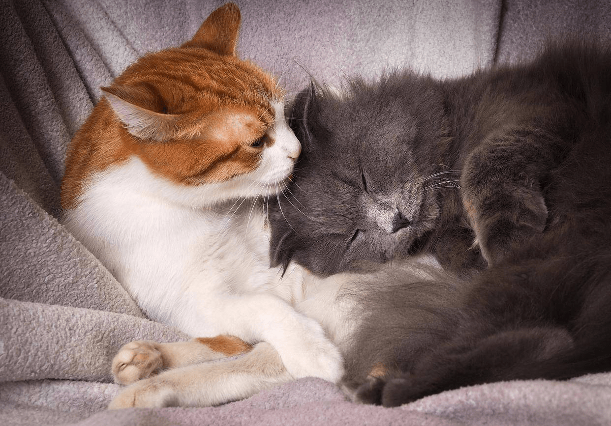 猫咪发情叫个不停,我教你几招,很是管用_进行_情绪_环境