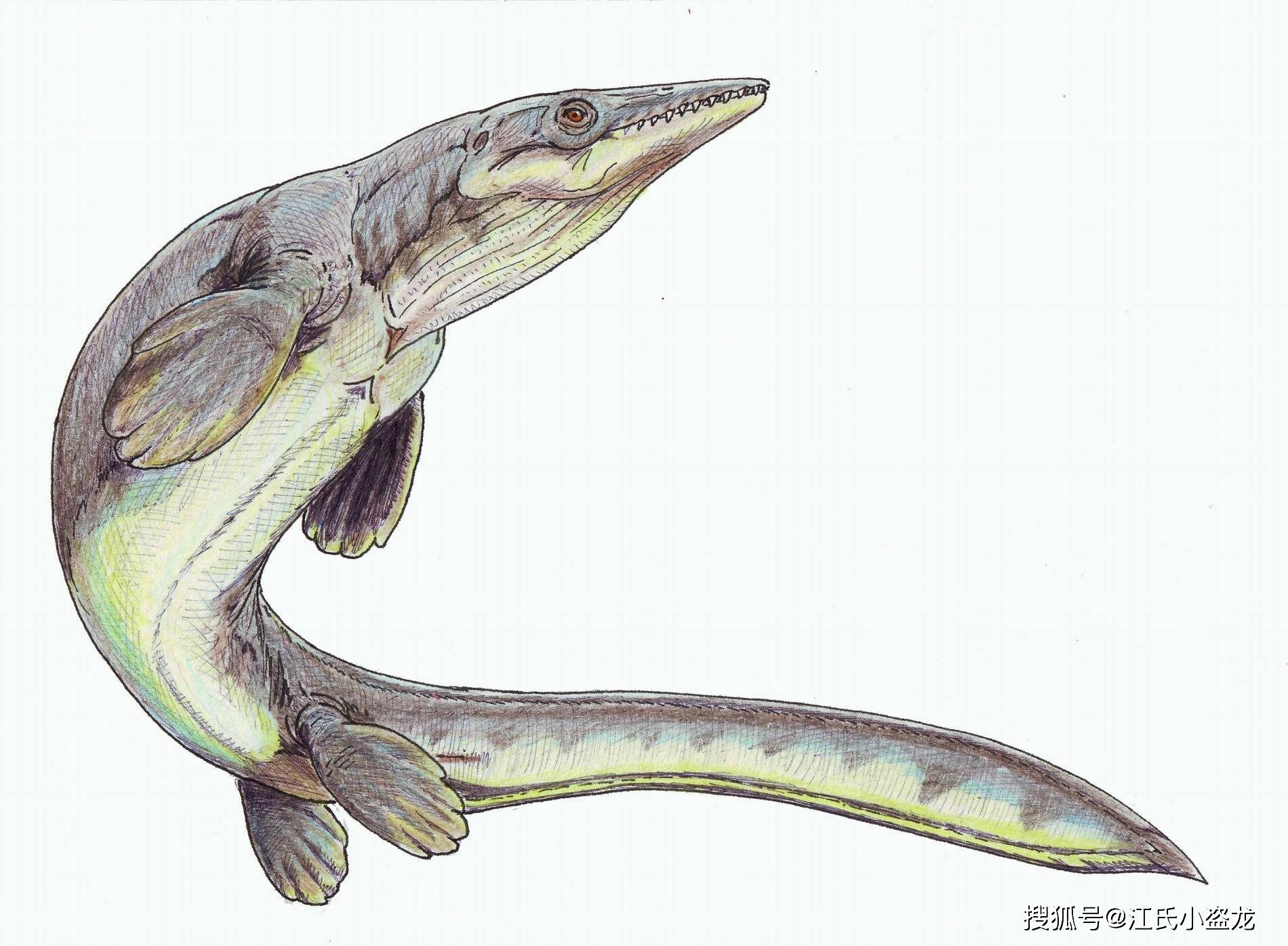 板踝龙根据不完整的化石判断,这只海王龙的体长达到