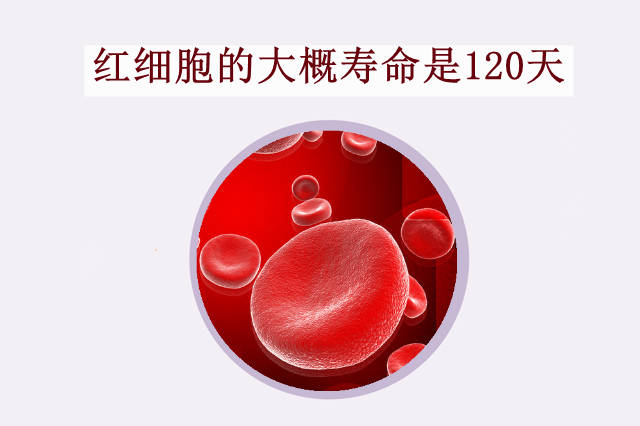 七天告白健康科普:红细胞减少是什么原因?_病变_葡萄糖_寿命
