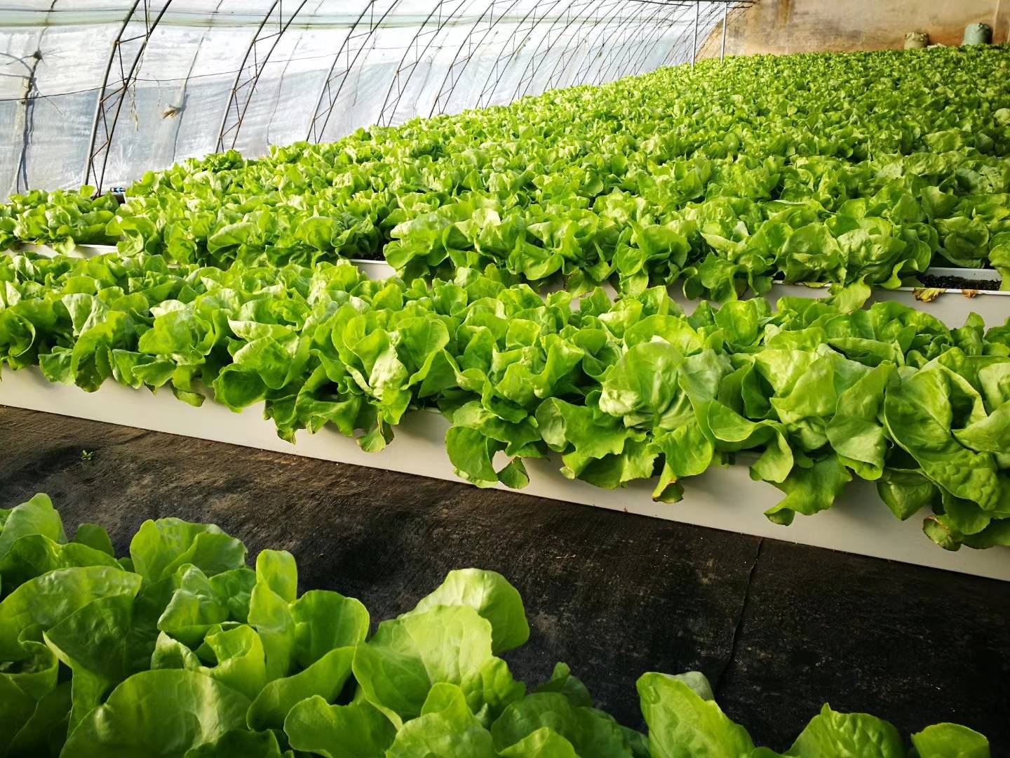 科环生菜水培管无土种植方法(生菜的水培技术及生产管理应用)