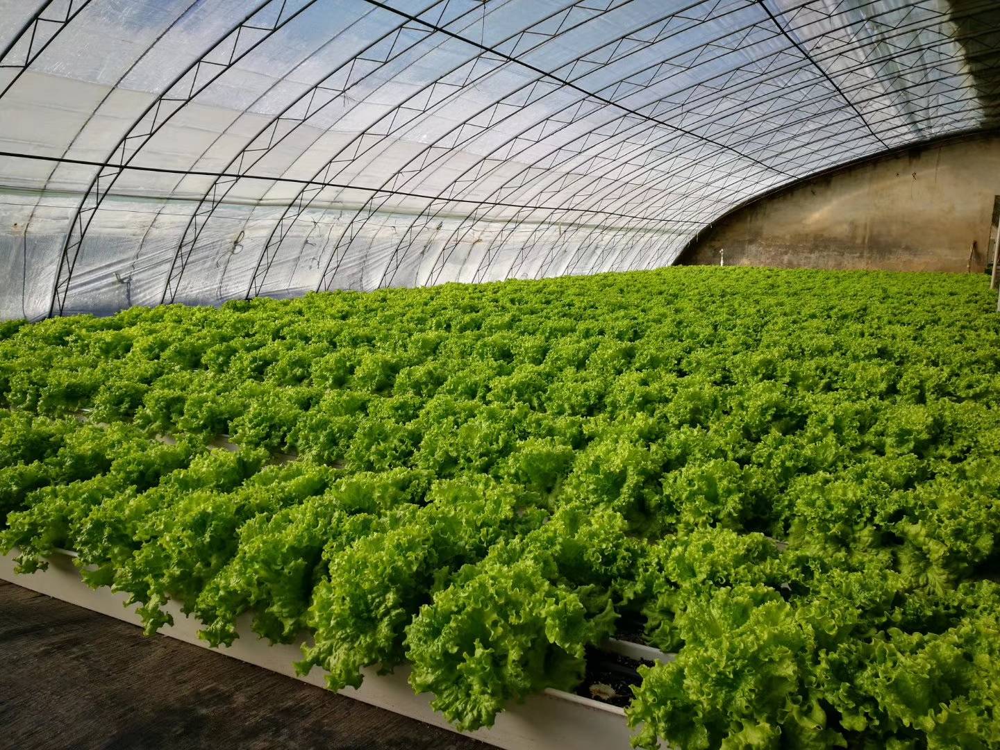 科环生菜水培管无土种植方法(生菜的水培技术及生产管理应用)