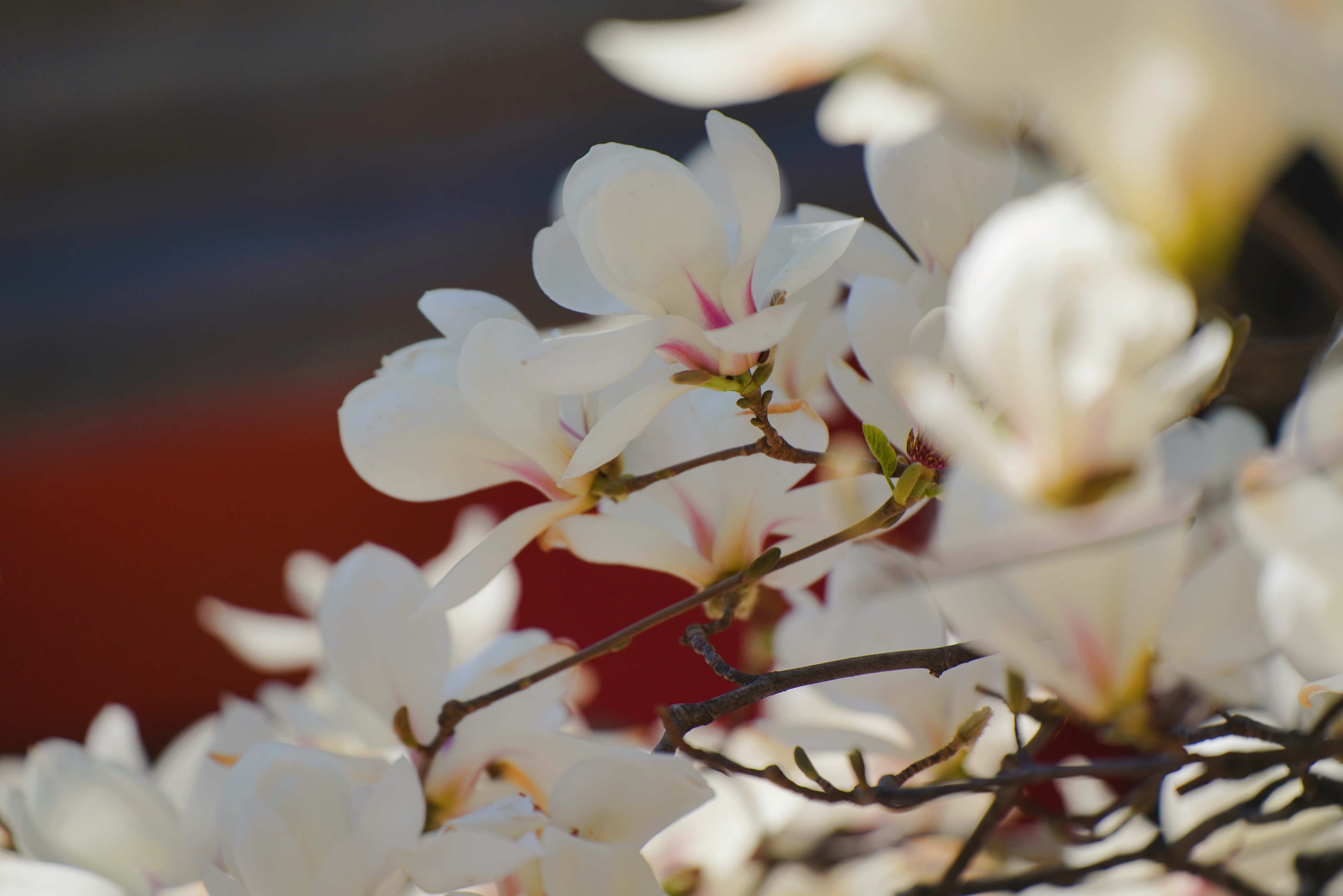 牡丹花水（牡丹花水浇多了怎么办） 第3张