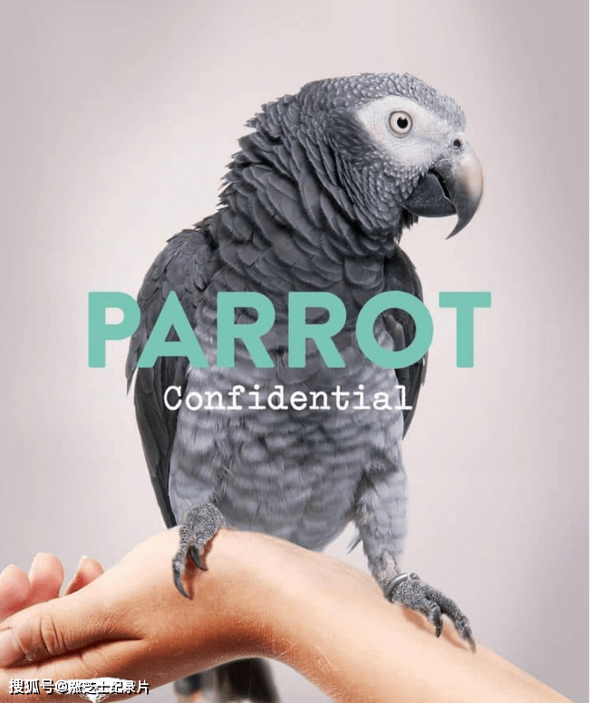 9052-PBS纪录片《自然世界：解密鹦鹉 Parrot Confidential 2013》英语中英双字 官方纯净版 1080P/MKV/3.72G