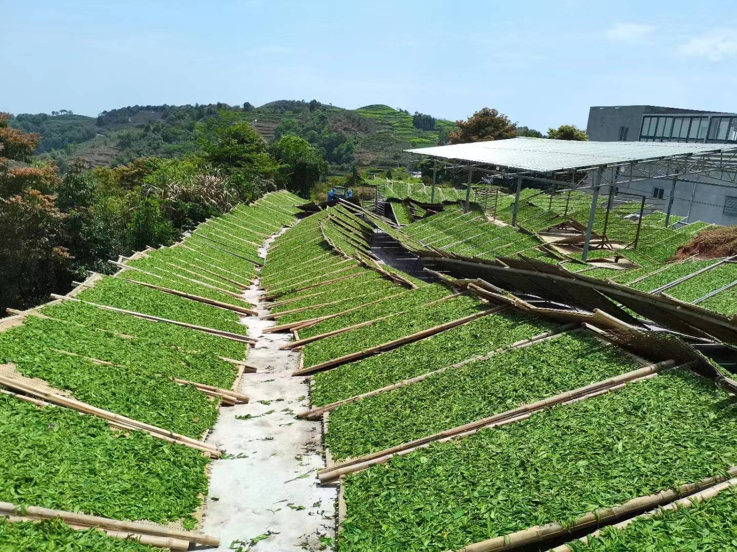 福鼎白茶传统工艺制茶大师——王永忠_茶园_高山_中国