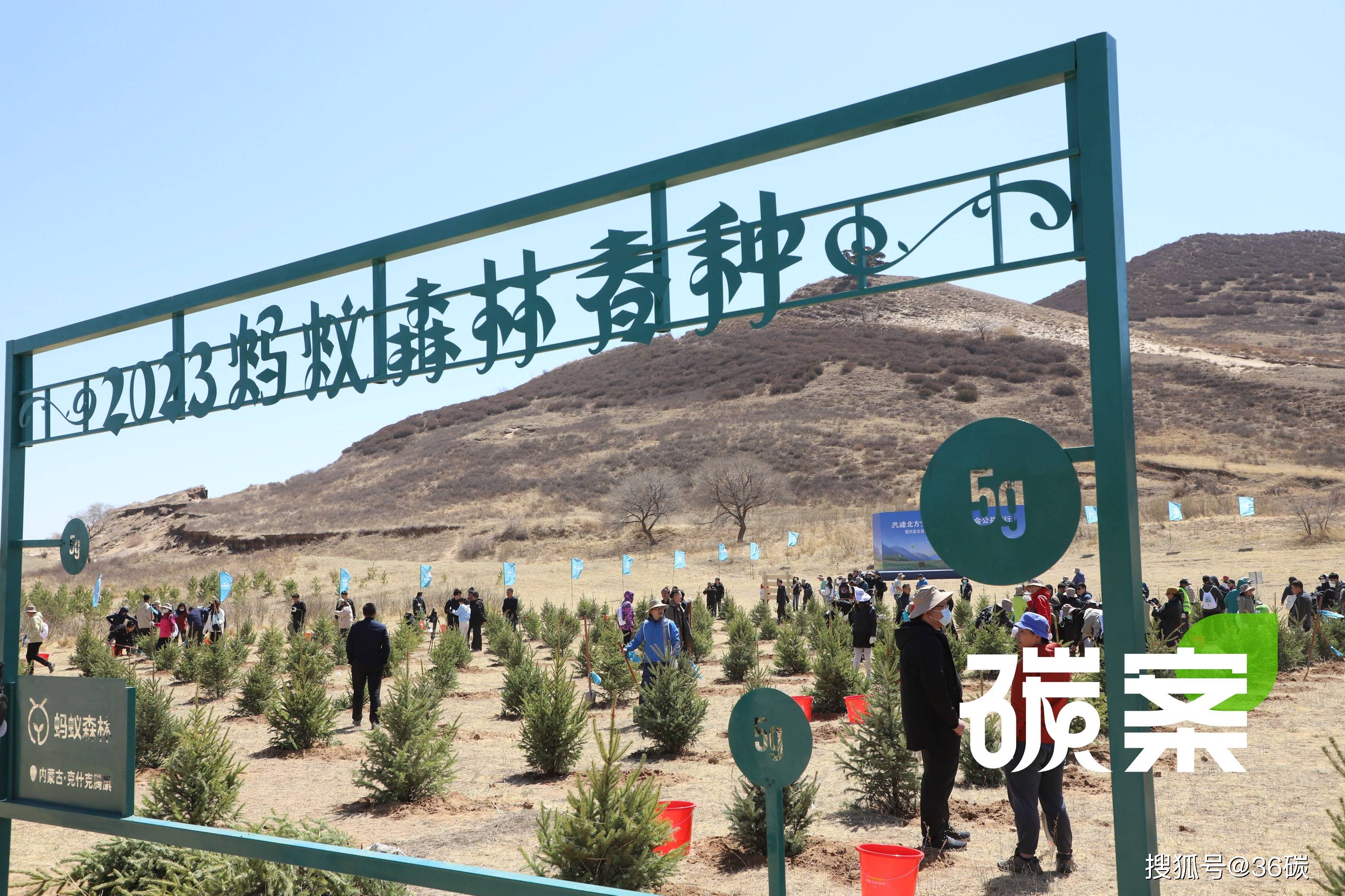 去内蒙古沙漠,我们在真实的蚂蚁森林种下一棵树|碳案_种植_活动_云杉