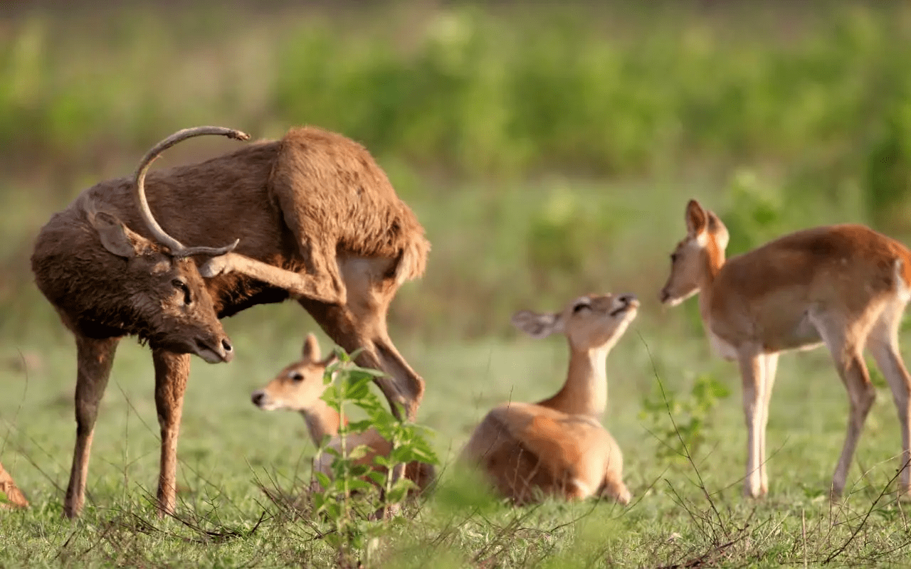 梅花鹿:国家一级保护动物,你知道多少?_能力强_成年_自然环境