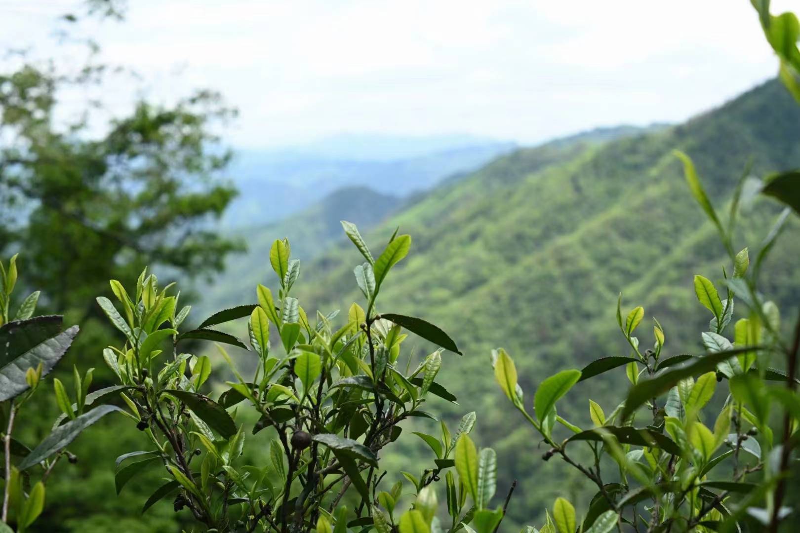 新化寻茶:大熊山原始林里的狂野与温柔_刘修鹏_茶树_茶叶