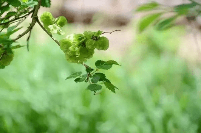 苜蓿花（野苜蓿草的功效与作用） 第1张