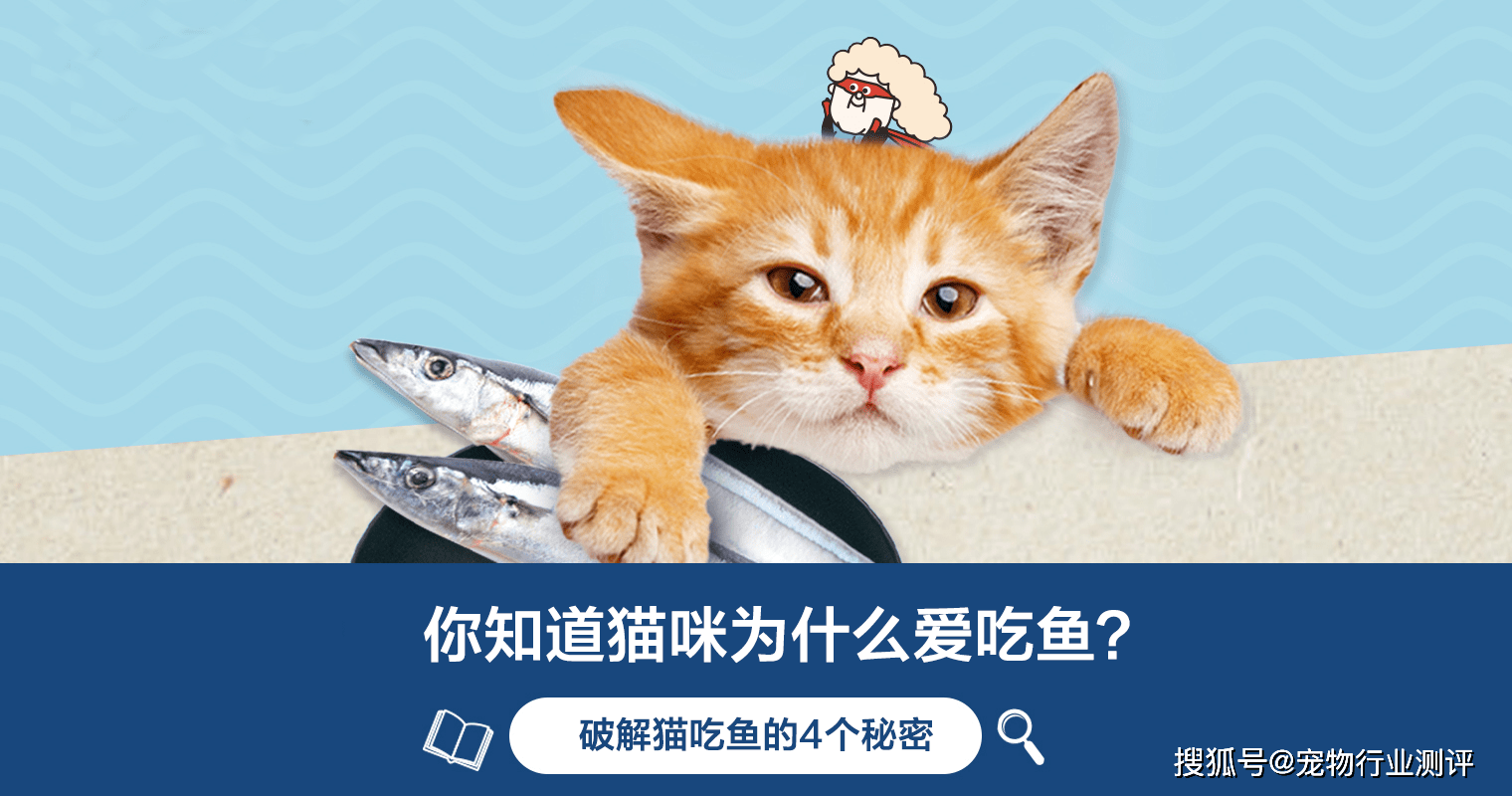 幸福就是猫吃鱼桌面背景高清大图预览1680x1050_动物壁纸下载_墨鱼部落格