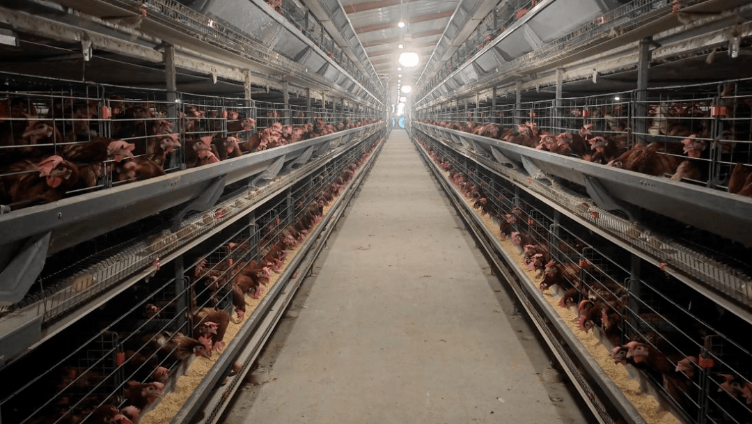 牧科技有限公司目前位于半程镇汶泗公路北处,设计养殖蛋鸡规模50万羽