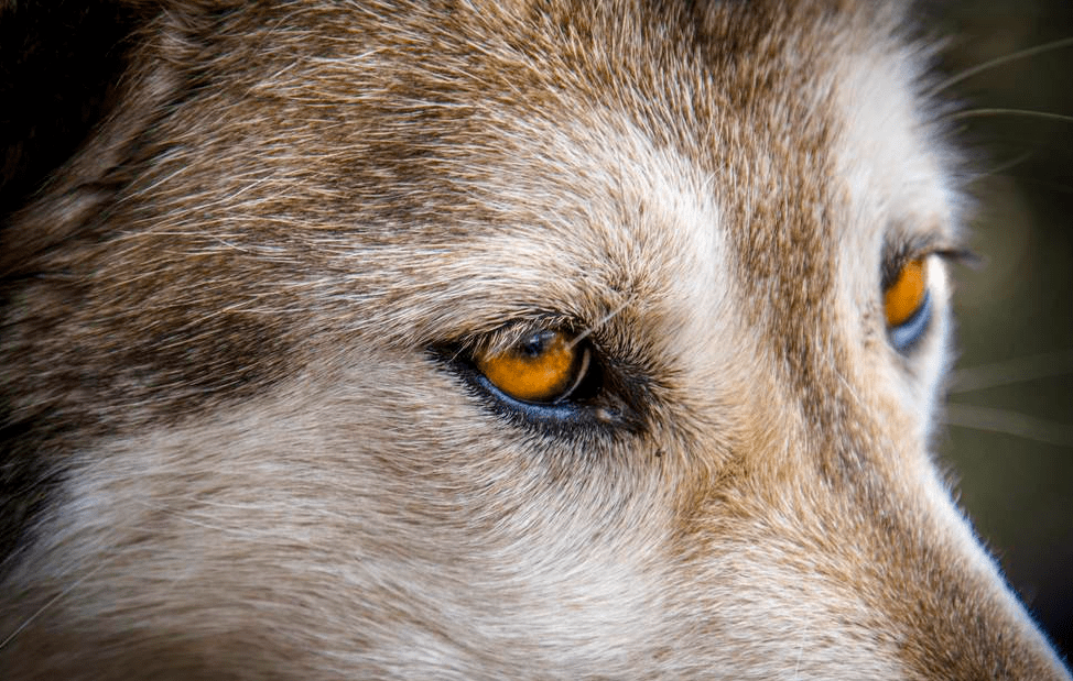 心理测试:下面哪双狼眼让你不舒服?测出你有多冷酷无情?