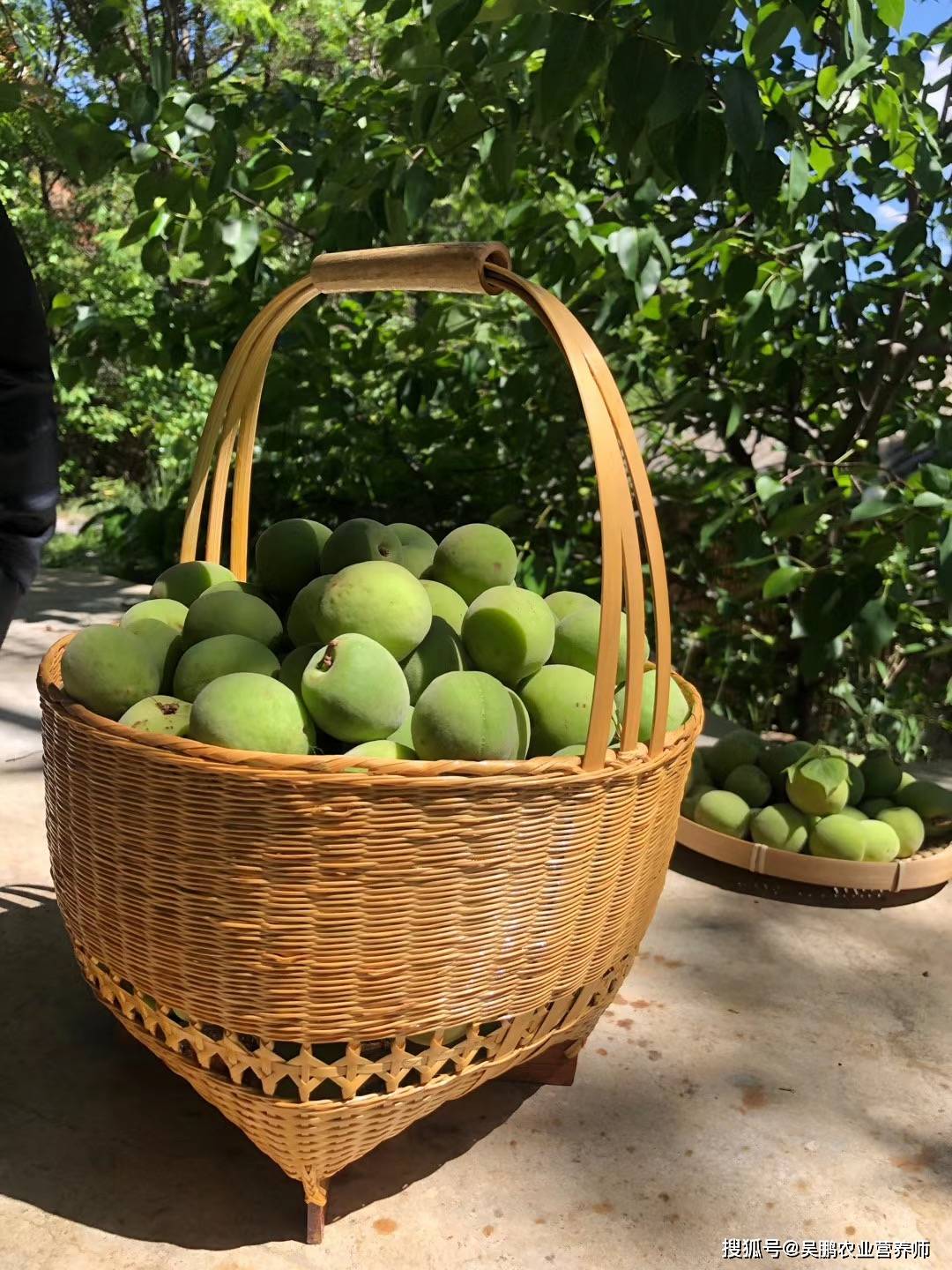 夏日_云南人_梅子