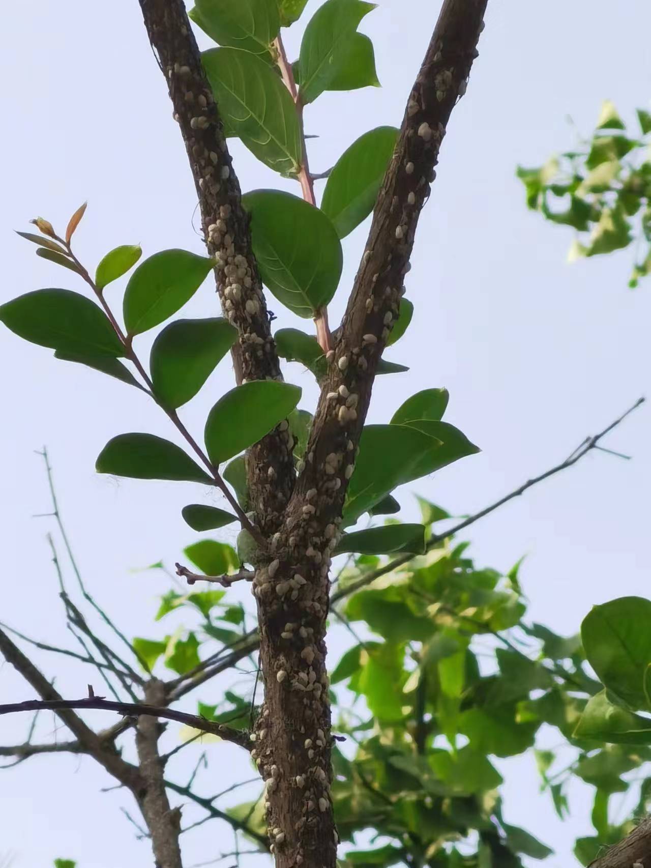 紫薇枝条发白一掐出水是什么情况--百日红紫薇绒蚧防治措施