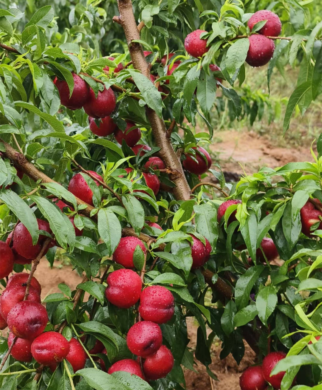 红光28油桃品种介绍图片