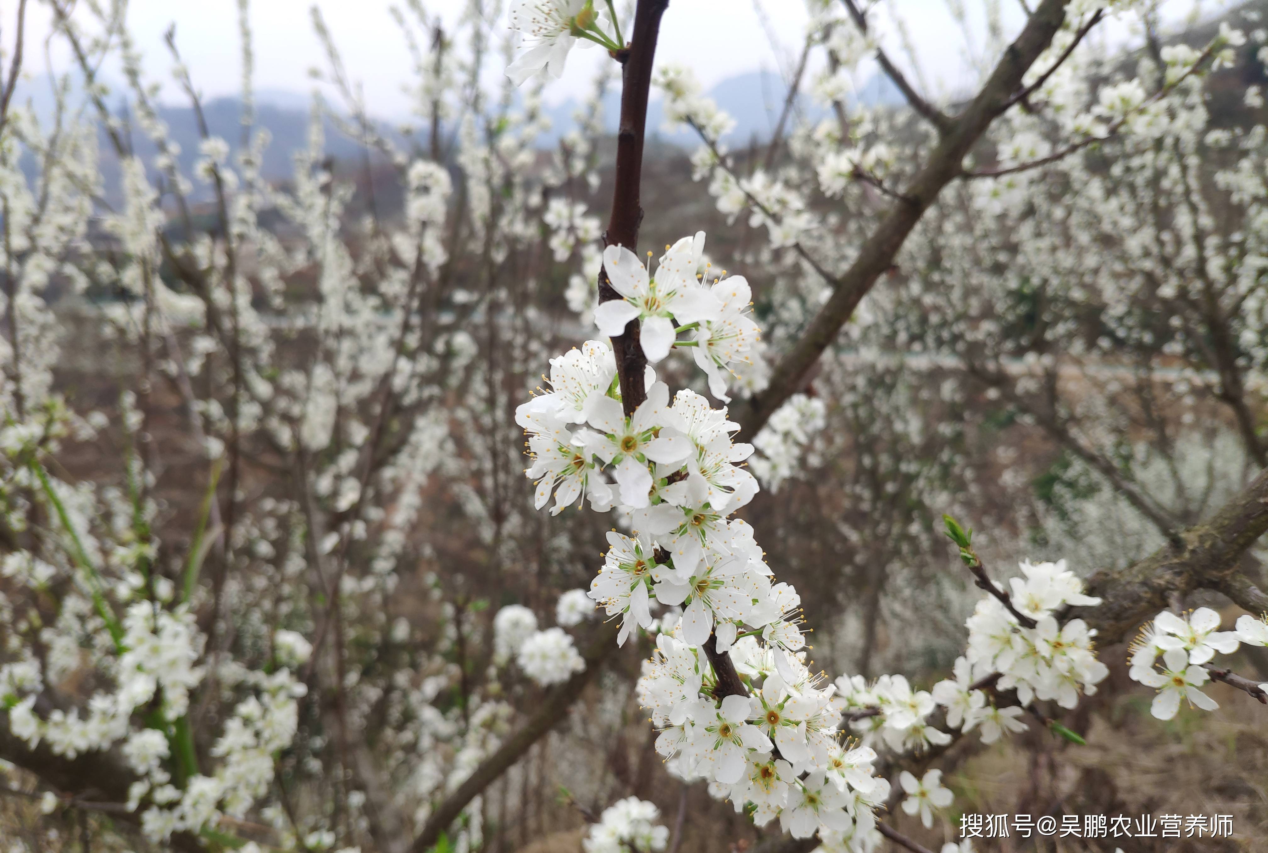 我们镇宁六马本是蜂糖李之乡,水是清澈的,云是缥缈的,没有一座座工厂