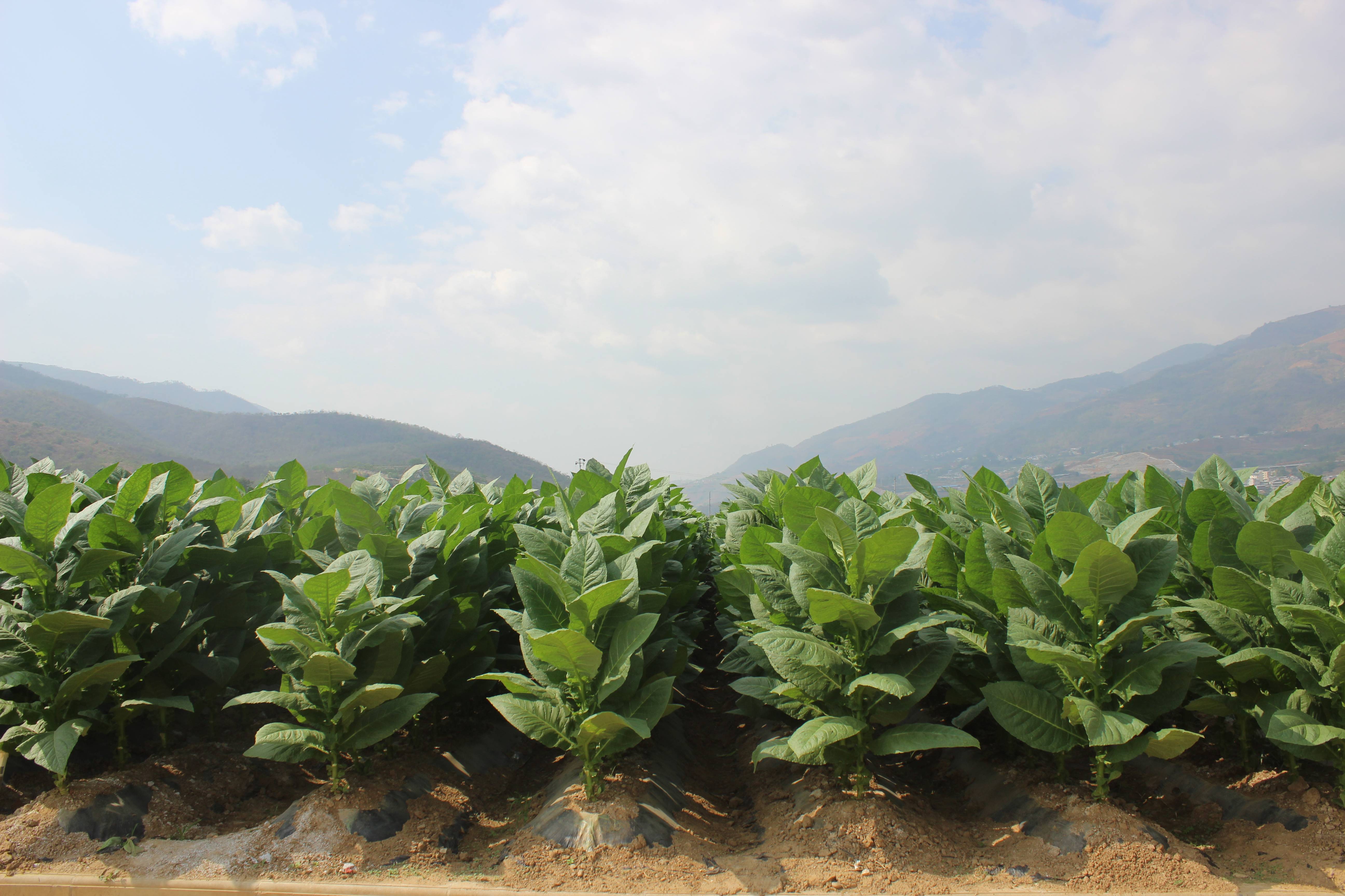 昌宁县湾甸乡:雪茄烟开始采收_种植_收购_烟叶