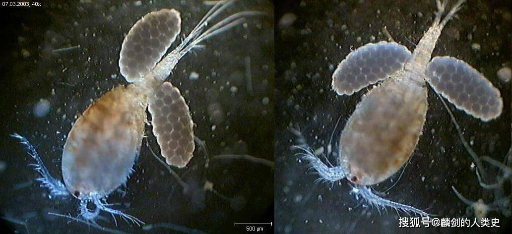 【動物界全系列】劍水蚤目—劍水蚤科(中):真劍水蚤_中國_長度_生活