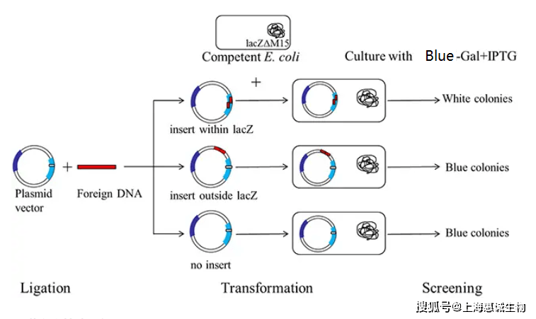 blue-gal与iptg联合用于蓝/白斑筛选技术原理和应用(提供g级blue-gal)