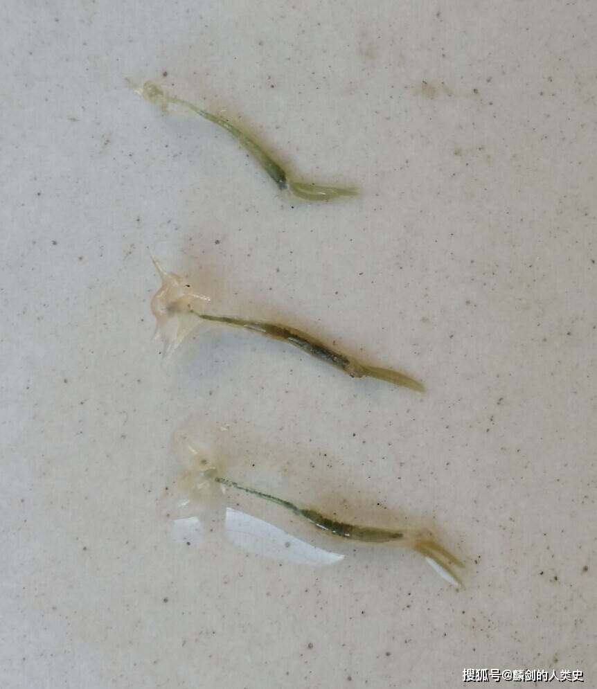 【动物界全系列】剑水蚤目—锚头剑水蚤科