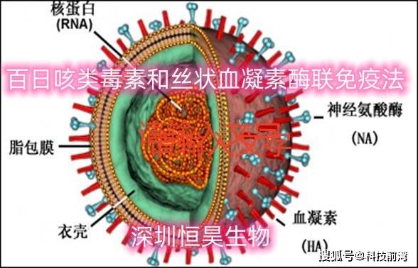 百日咳类毒素和丝状血凝素 酶联免疫法_鲍特_宿主_呼吸道