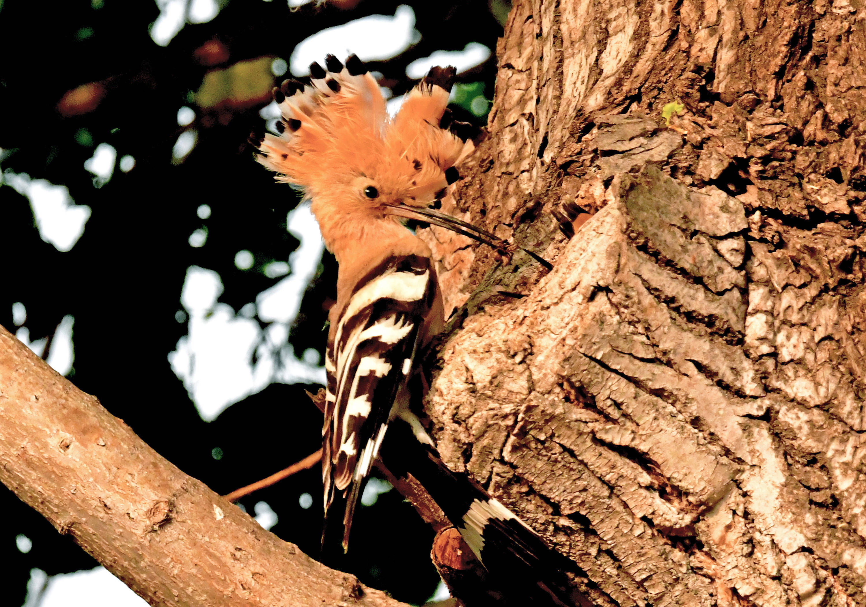 戴胜鸟育幼——观鸟纪实_幼鸟_保护_巢穴