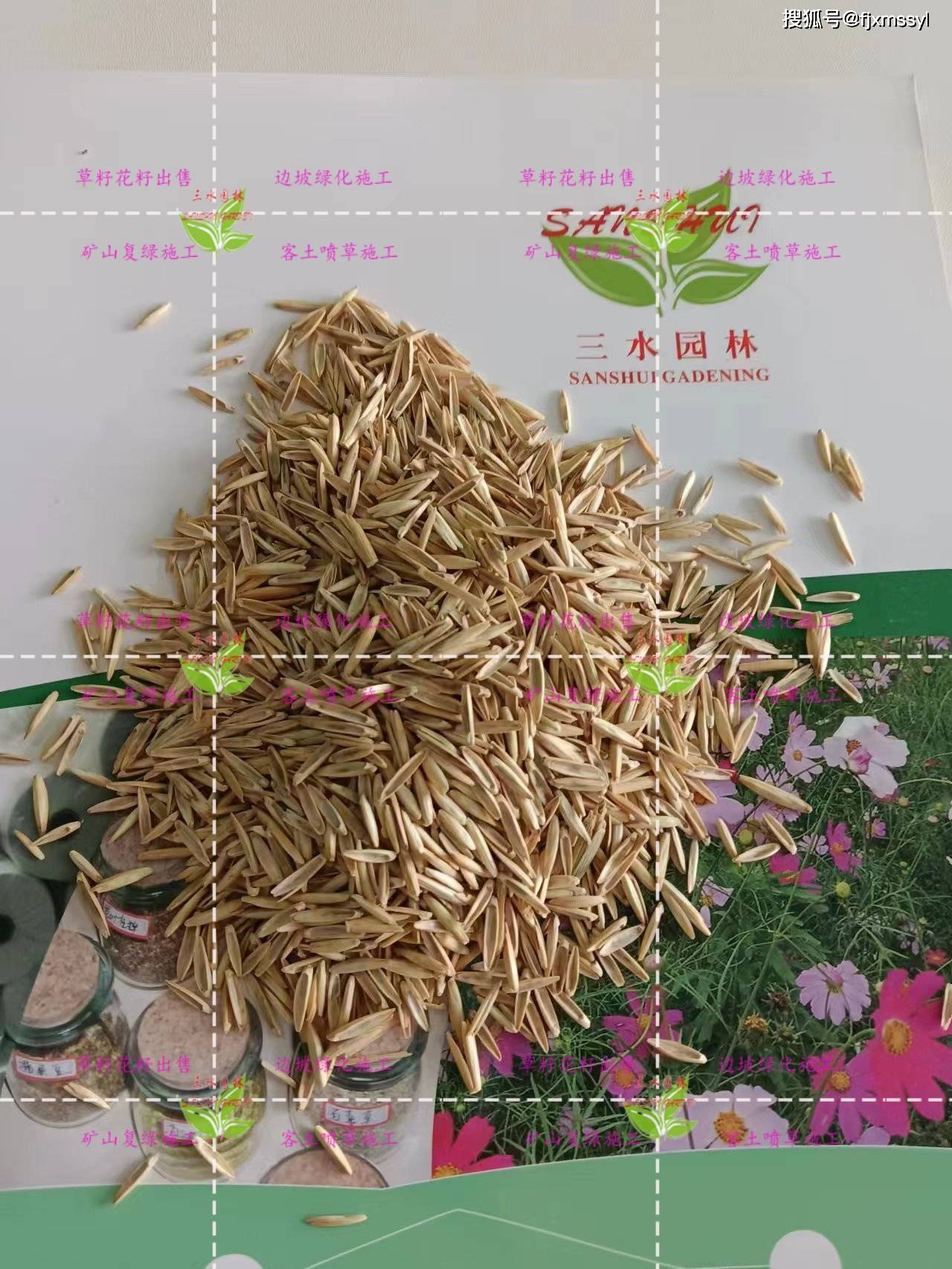 探秘大连工程绿化草籽工厂：打造绿色家园，大连工程绿化草籽工厂——绿化工程的重要基石