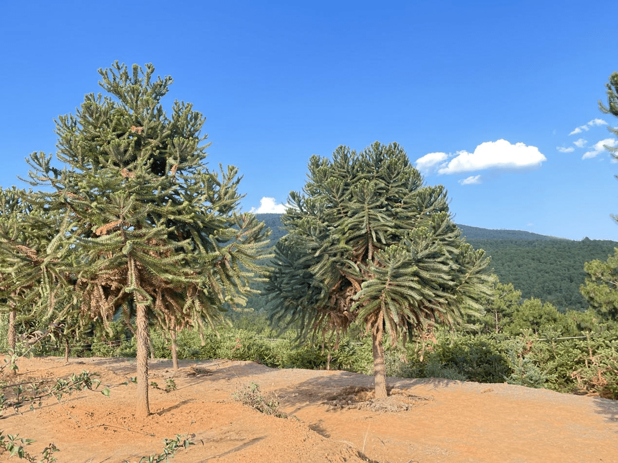 巴拉那松生长在哪些地方_种植_土壤_光照