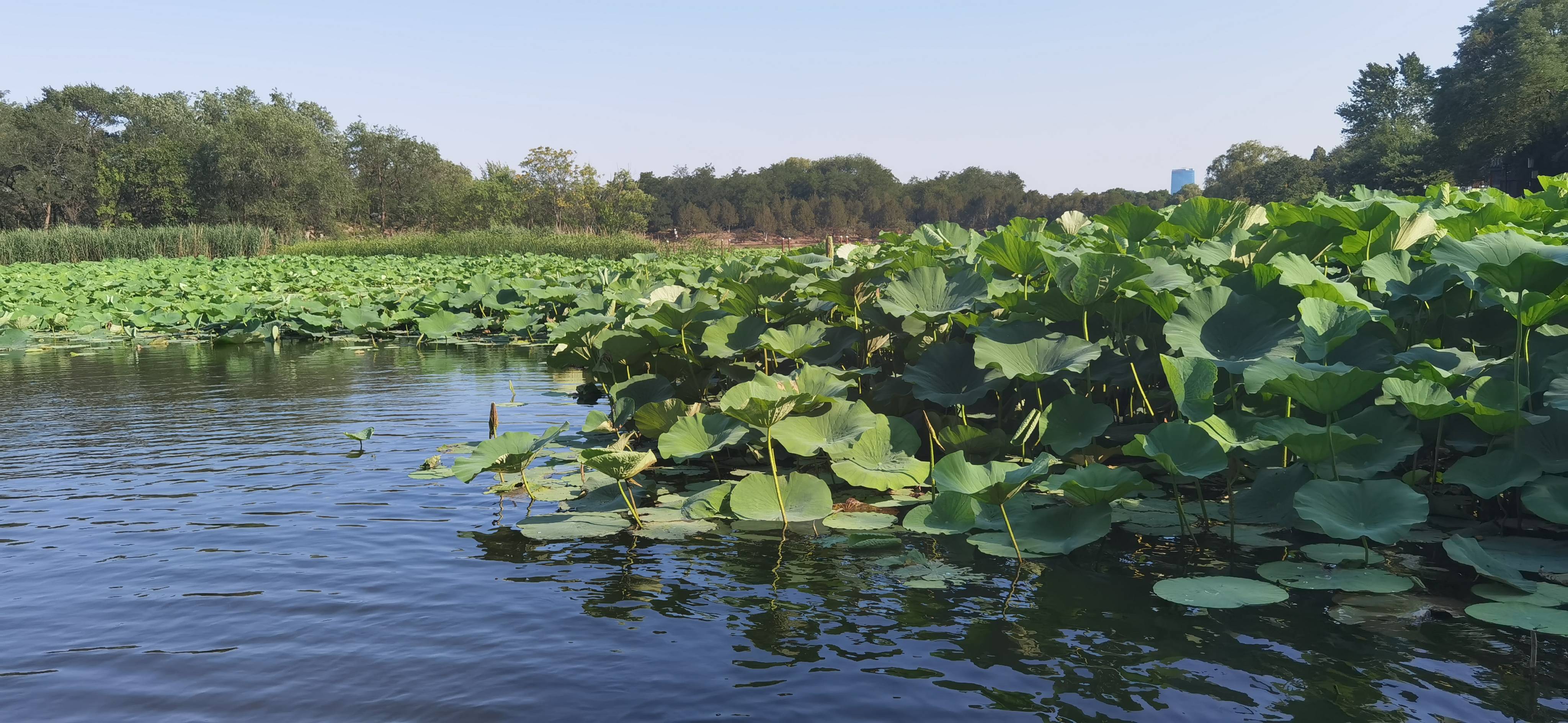 4,园内有无数临湖的亭台楼阁,在圆明园四十景中,曲院风荷,濂溪乐处,多