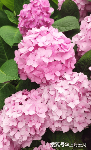 说明花花草草的照片还是没问题的_审核_平台_编号