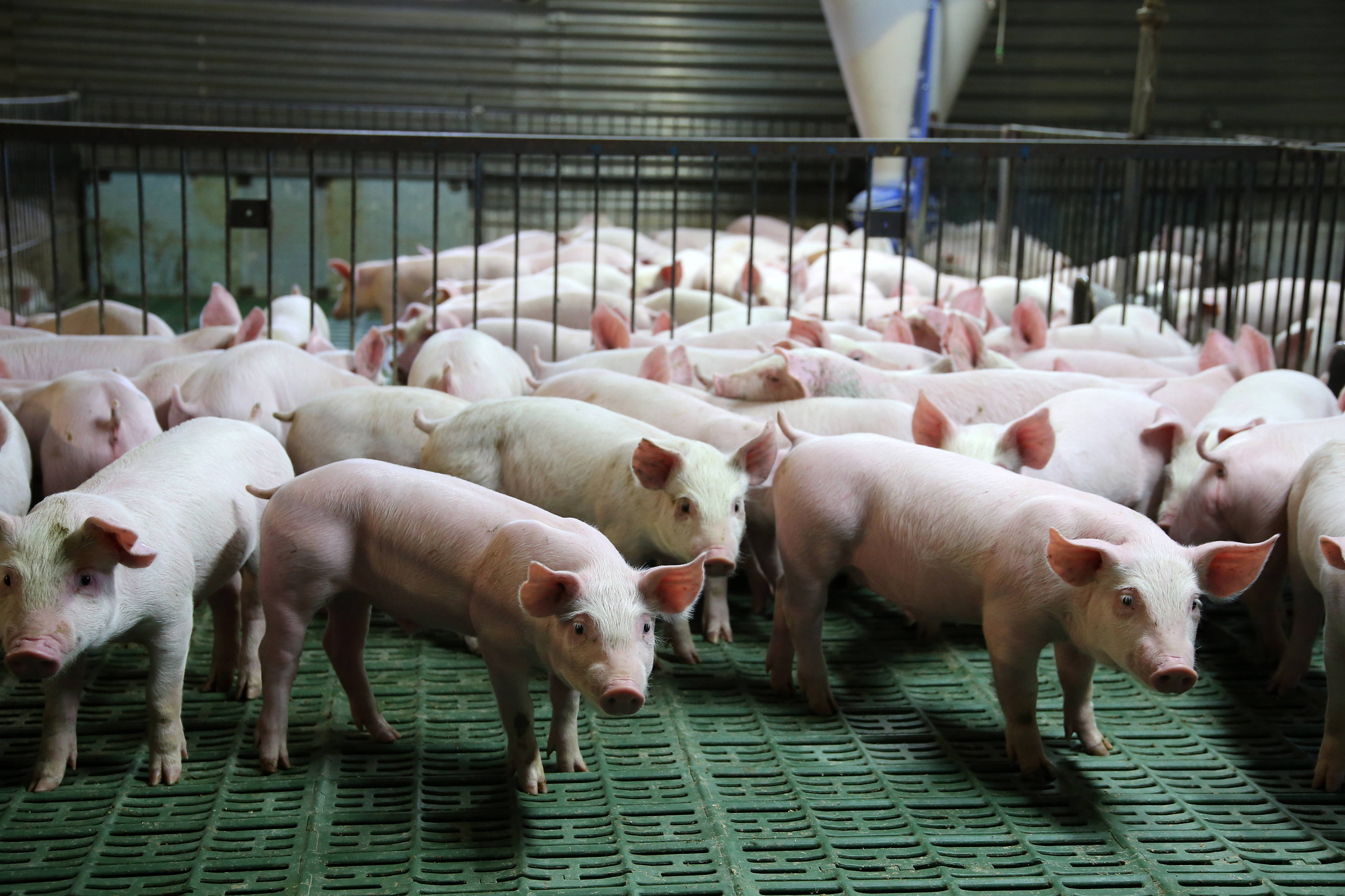 牧原通过自育自繁自养的一体化产业链将生猪养殖的各个生产环节置于