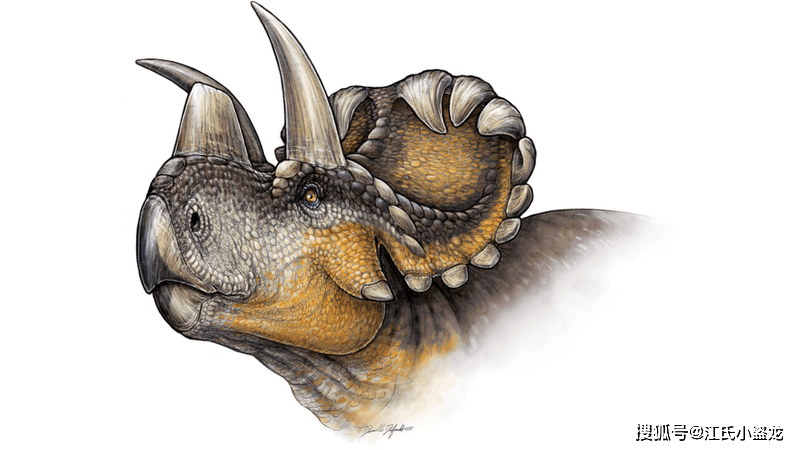 【恐龙王国】尖角龙的角竟然是独立生长的!_顶骨_头盾_未成年