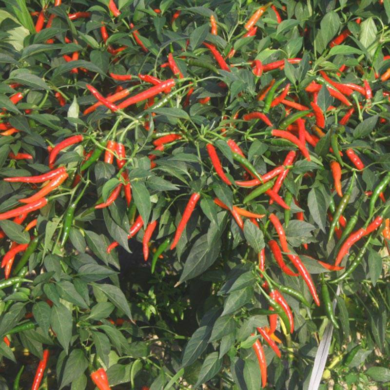 同乐大艳红朝天椒种子果大高产_种植_栽培_品种