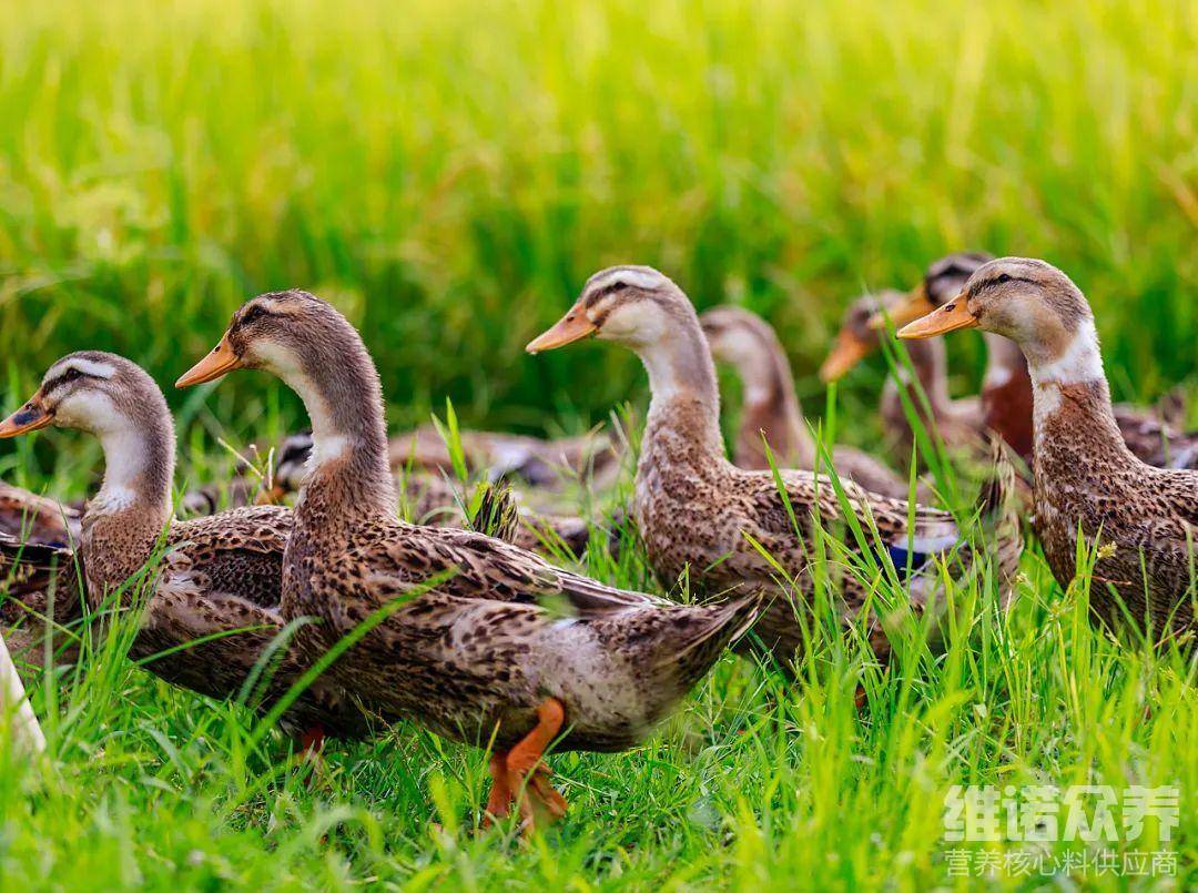 养鸭子吃啥下蛋,产蛋鸭的饲料自配方关键_维诺_复合_营养