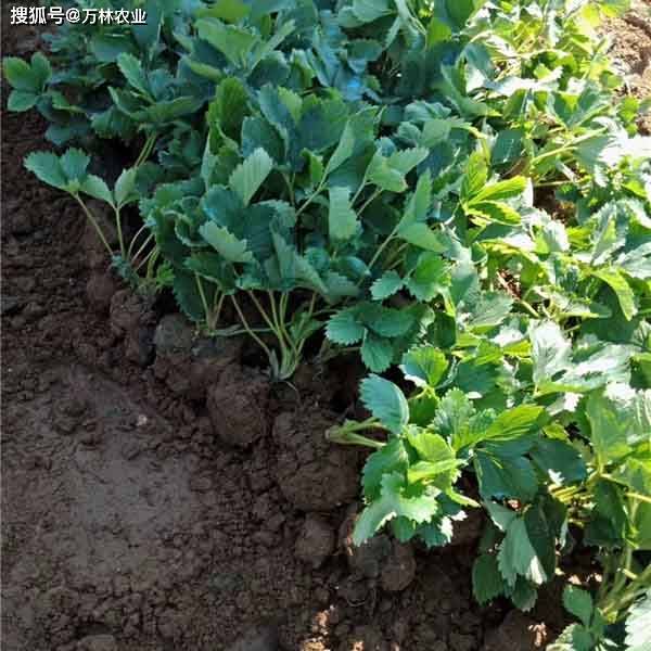 白草莓界的新秀品种粉玉2号草莓苗果实口感甜,耐运输_长势_爱好者