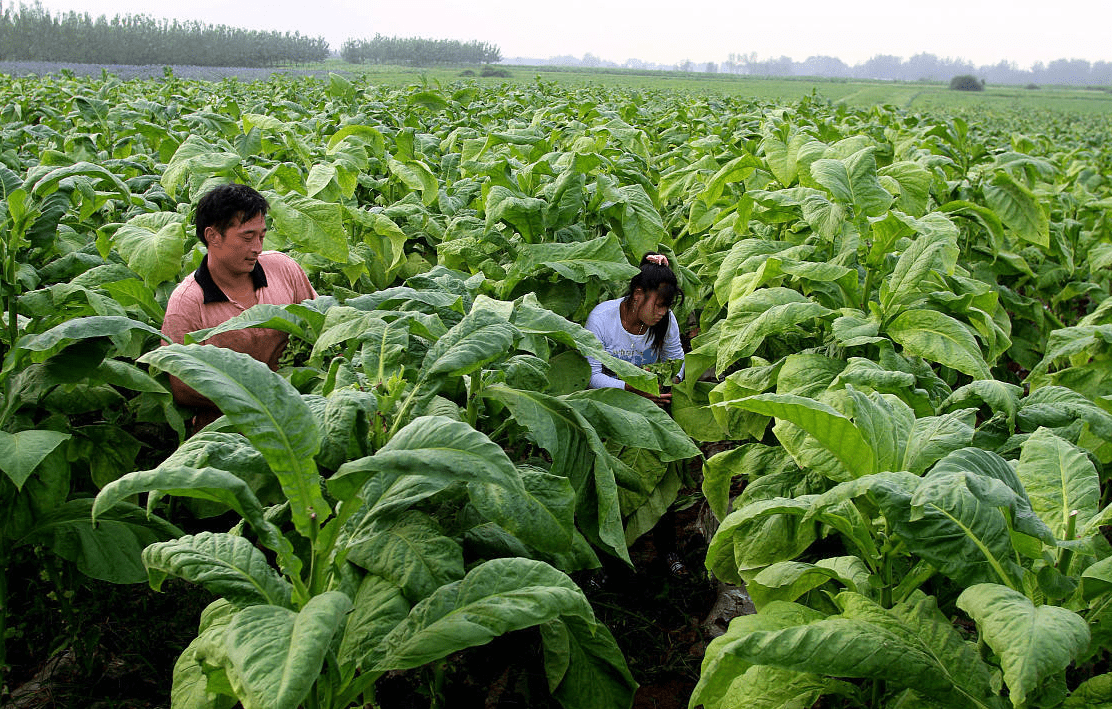 南郑区福成镇"金叶子"拓宽群众增收致富路_烤烟_种植_产业