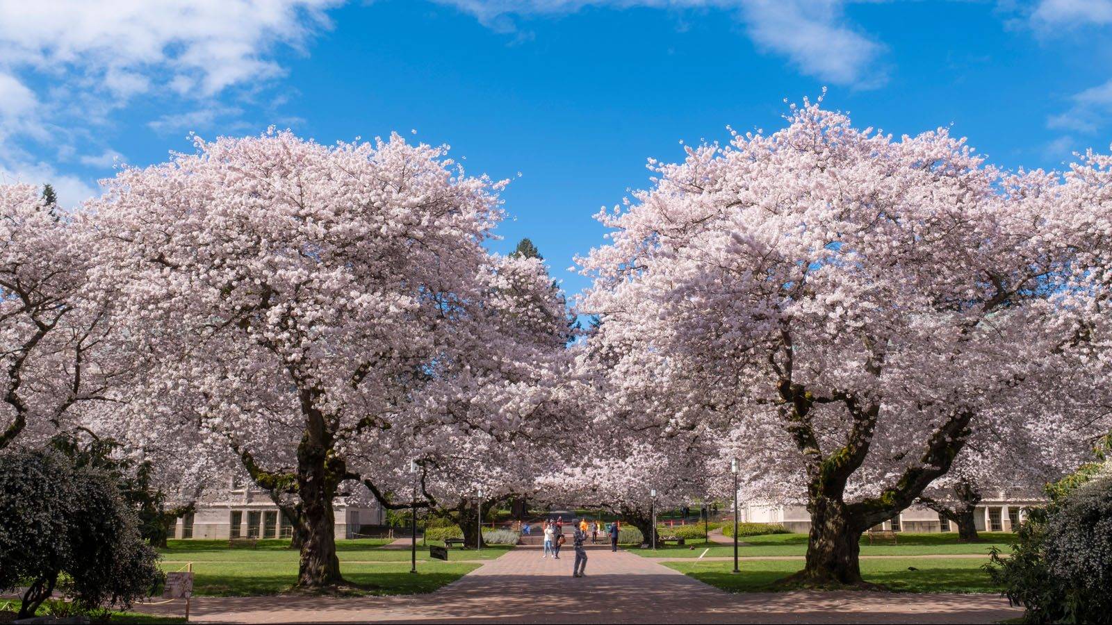 华盛顿大学-福斯特商学院硕士开设专业和申请要求介绍