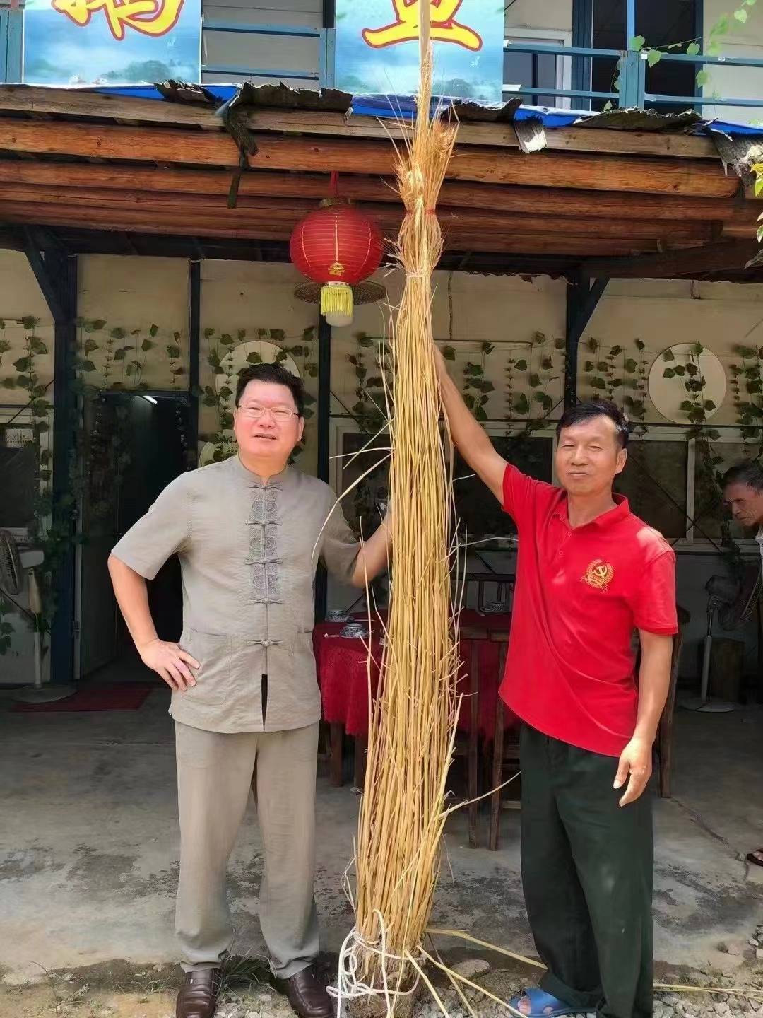 长得比姚明还高的稻杆,恒松人实现了袁隆平"禾下乘凉梦".