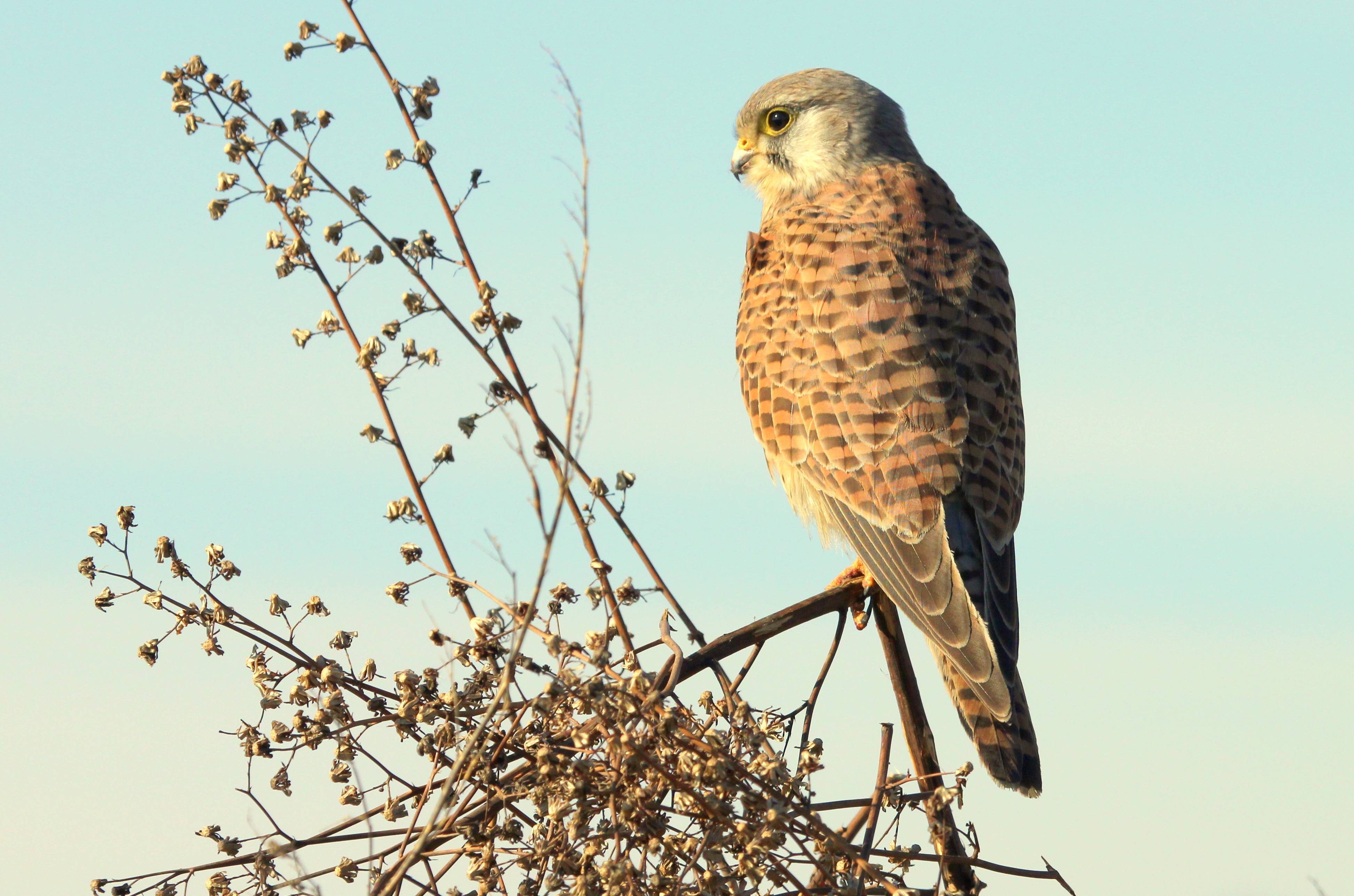 红隼进城(红隼一家子)_张希军_城市_红外