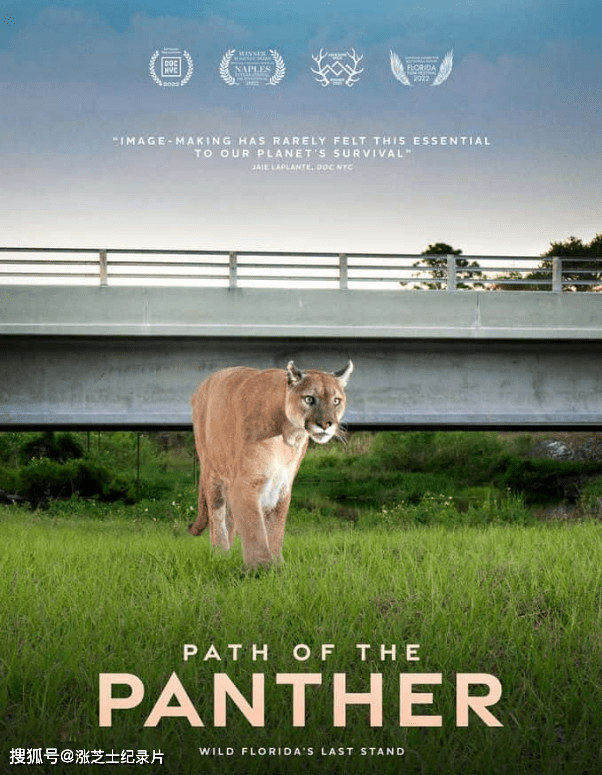 9672-国家地理《黑豹之路 Path Of The Panther 2022》英语中英双字 官方纯净版 1080P/MKV/4.64G 生态保护