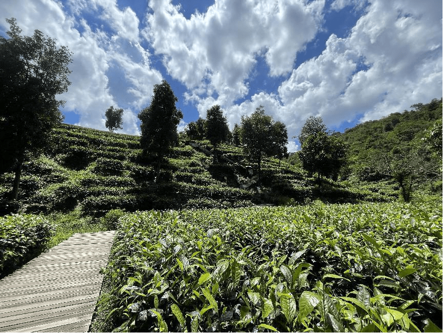 古劳茶山村生态茶园位于江门鹤山市古劳镇西北部,与南海西岸,高明杨和