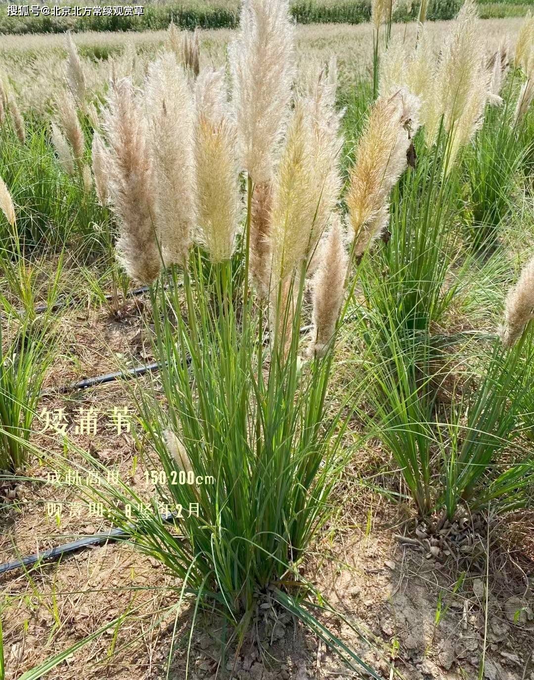 几种适合北方地区应用的观赏草!_柔毛_边缘_叶片