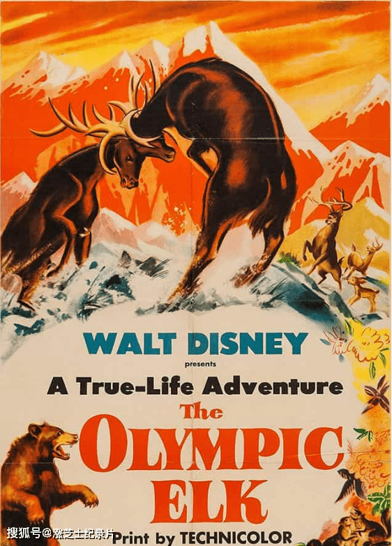 9817-迪士尼纪录片《罗斯福马鹿 The Olympic Elk 1952》英语多国中字 官方纯净版 1080P/MKV/1.6G 奥林匹克的麋鹿