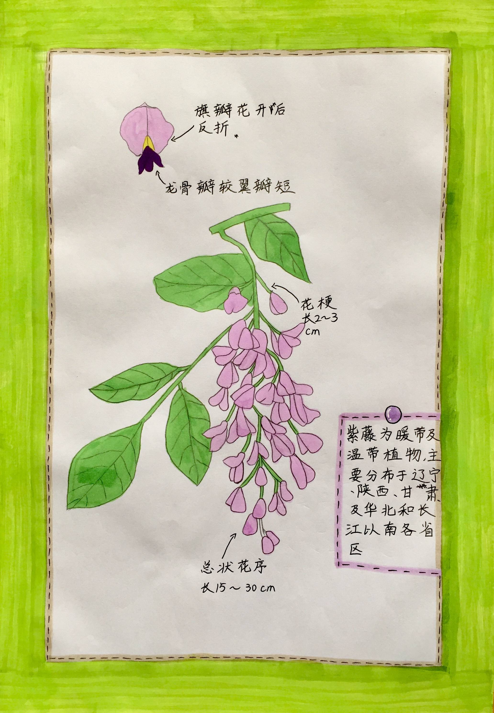 小学生植物画报示范图片