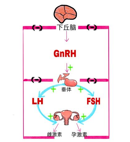 排卵的生理功能,也受到女性内分泌系统的指挥,即下丘脑—垂体—卵巢轴