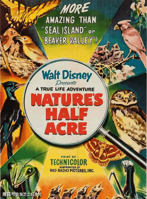 9977-迪士尼纪录片《自然盛宴 Nature’s Half Acre 1951》官方纯净版 1080P/MKV/1.96G 大自然的半英亩