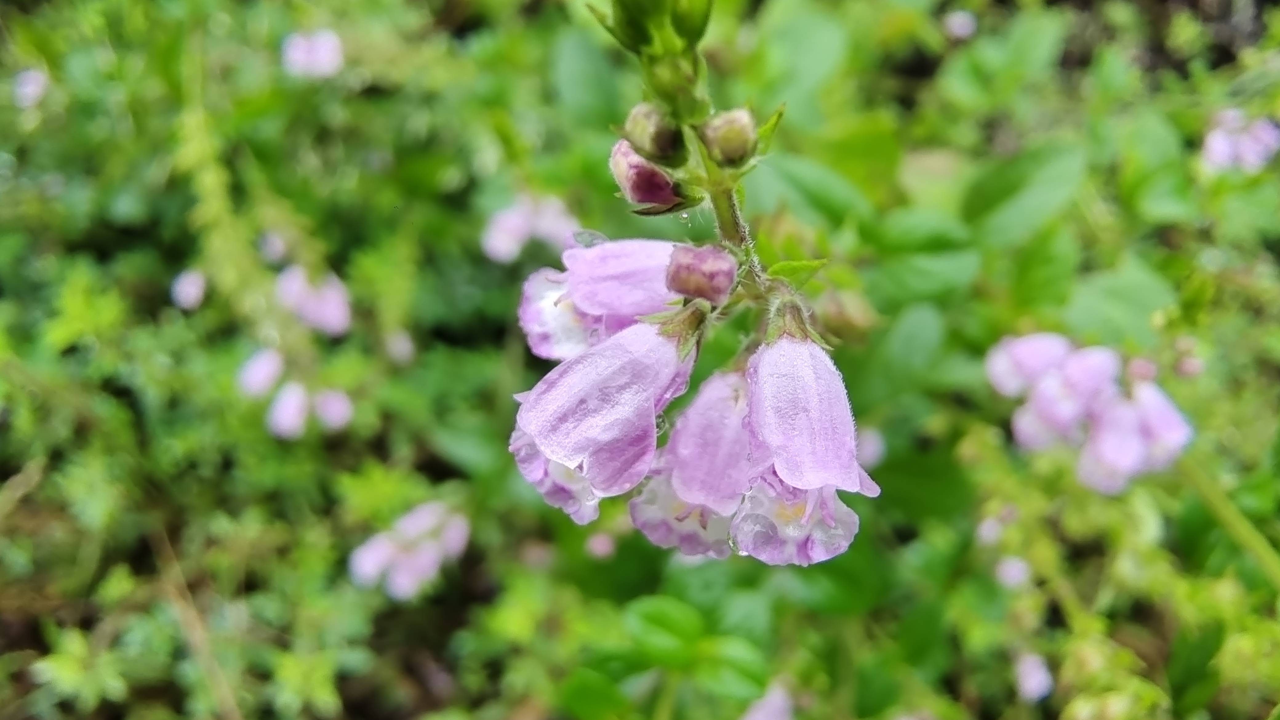 吉安随拍:花花草草之石荠苎-搜狐大视野-搜狐新闻
