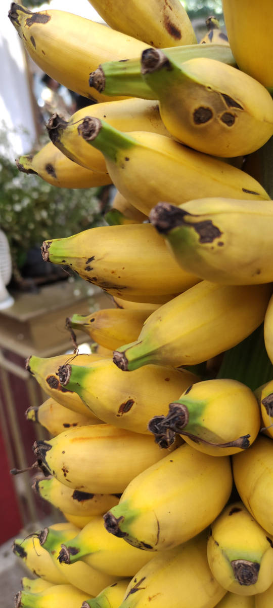 哥斯达黎加香蕉进口报关清关操作流程及注意事项【通关必备】