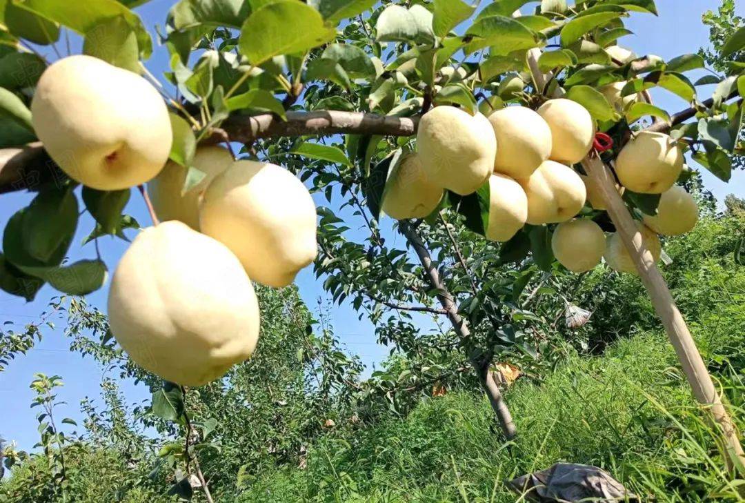 选用优质的杜梨砧木嫁接,用心培育品种纯正的山农酥梨树苗,品质卓越!