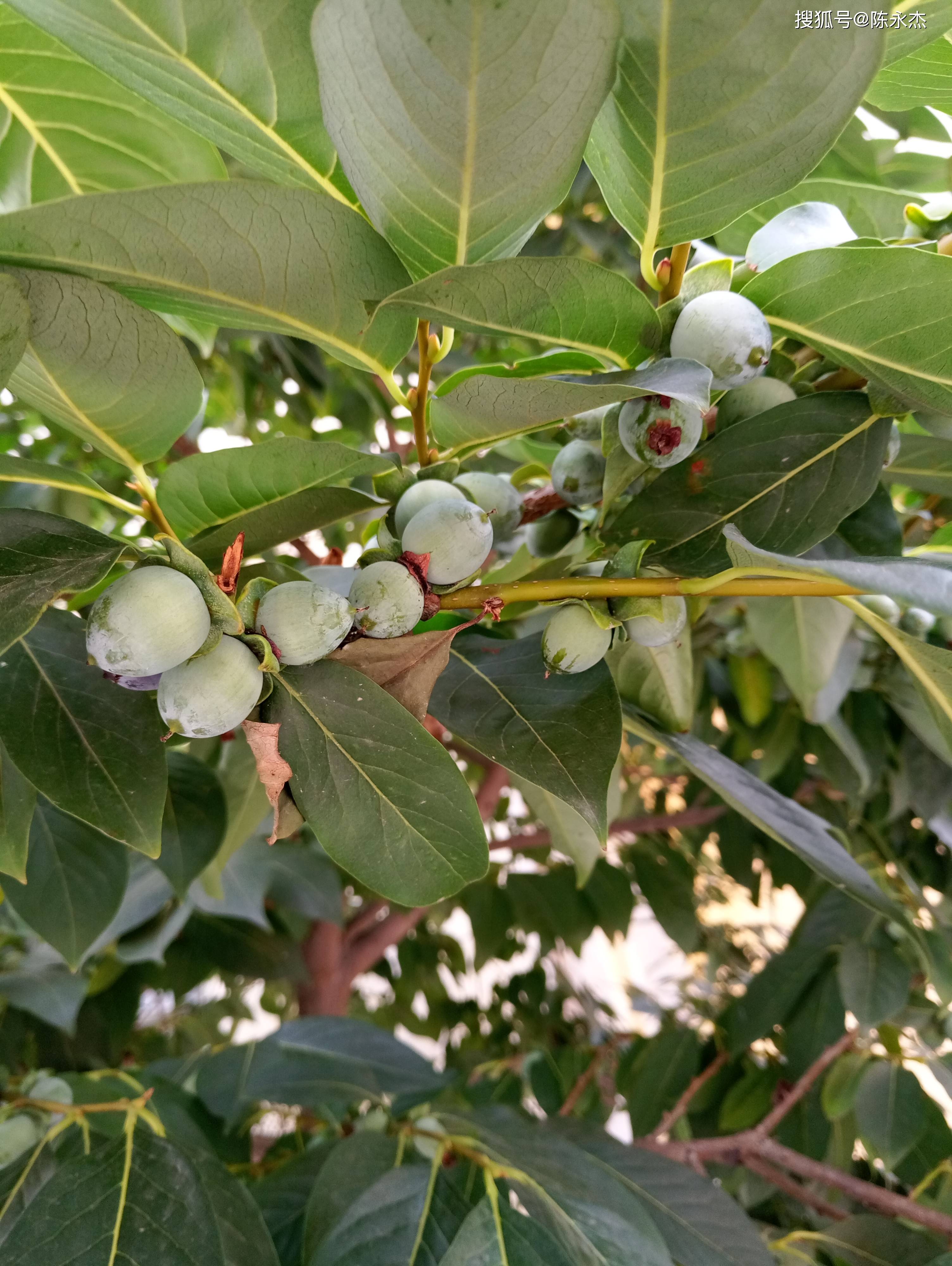 沂蒙百崮:崮顶软枣树,崮下英雄村 ——访蟠龙崮山寨(沂水县高庄镇)